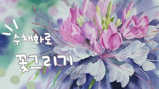 풍접초족두리꽃Cleome Spider flower 수채화로 그리기 [upl. by Ekim]