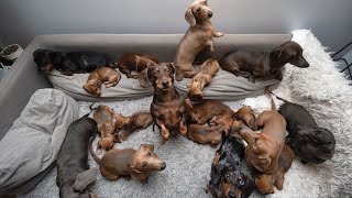 Funny Mini Dachshund dogs worldBreeding And Living with Dachshund  Funny wiener dogs Videos 2021 [upl. by Aserehc234]