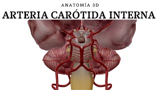 ARTERIA CARÓTIDA INTERNA [upl. by Anavlys]