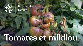 Tomates et mildiou  comment gérer cette maladie au potager en permaculture [upl. by Ennoryt54]