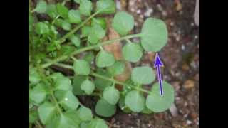 Plant portrait  Hairy bittercress Cardamine hirsuta [upl. by Drawyeh865]