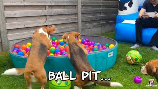 BEAGLE PUPPY PARTY  Bounce House amp Ball Pit [upl. by Narhem64]