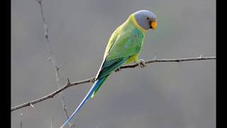 plum headed parakeet full information  in Hindi  Petshala [upl. by Sharp]