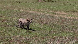 Will Faulu the strong mara leopard thrive in the Mara [upl. by Aehsrop]