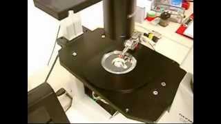 MM3ALMP  Micromanipulator for light microscopy probing applications [upl. by Alyag442]