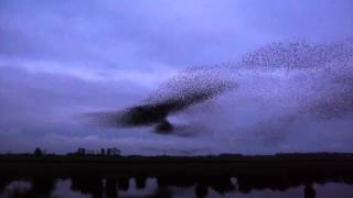 Vroege Vogels  Roofvogel vs spreeuwenzwerm [upl. by Lleon]