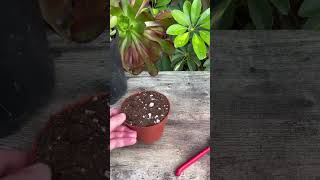 How To Propagate Succulents Cotyledon tomentosa [upl. by Oicanata372]