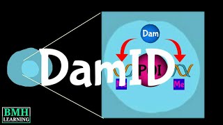 DamID  DNA Adenine Methyltransferase Identification [upl. by Eibrab]