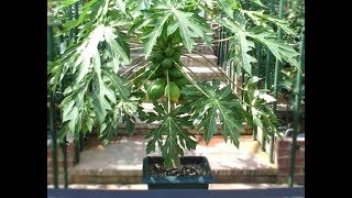 How to Grow Papayas in Containers Indoors  Complete Growing Guide [upl. by Adora]