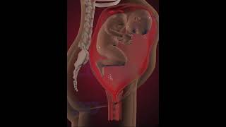 Fetus Development Stage 17  3D Animation [upl. by Quitt]