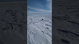 Wolverine  qavvik  west of Arviat Nunavut Canada [upl. by Annayhs]