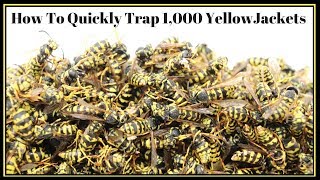 How To Quickly Trap 1000 YellowJackets In Just Hours Mousetrap Monday [upl. by Atirres]