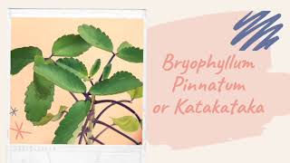 Bryophyllum Pinnatum or Katakataka Health Benefits  Uses  Propagation [upl. by Merton361]