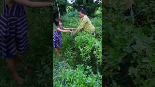 Thmor Koul District Natural vegetables at home បន្លែជីនៅស្រុកថ្មគោល youtube fypシ゚viral fyp [upl. by Nordin]