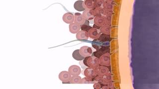 Classification of Bacteria Antibiotics  Lecture 1 [upl. by Forbes]