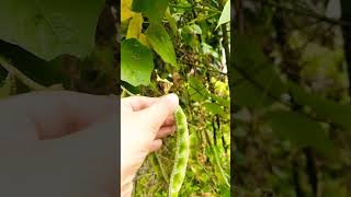 Harvesting Flat Beans 🫘 ytshorts youtubeshorts youtube video farming vegetarian [upl. by Ulrich]