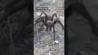 Tarantula fans flock to Colorado [upl. by Oratnek201]