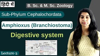 Amphioxus Branchiostoma  Digestive system  In Hindi  B Sc amp M Sc  Zoology [upl. by Nissie]