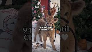 Have you ever seen a reindeerchristmas reindeersnow cute animal christmascountdown [upl. by Ahsenom]