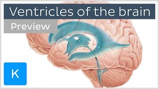 Ventricles of the brain and CSF preview  Human Neuroanatomy  Kenhub [upl. by Leihcey]