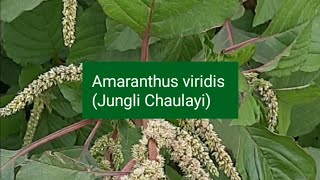 Amaranthus viridis Green Amaranth Pigweed Jungli chaulayi [upl. by Habeh]