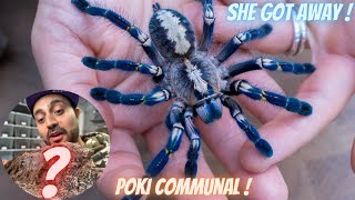 Tarantula collection Aboreals x COMMUNALS tarantula [upl. by Benita]