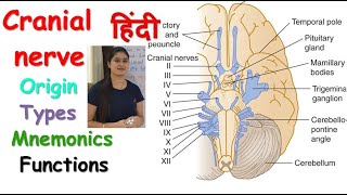 Cranial Nerves in Hindi  Origin  Types  Mnemonics  Functions  RajNEET Medical Education [upl. by Donna]