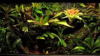 Phyllobates Terribilis vivarium [upl. by Elwin]