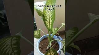 How To Grow And Care Diffenbachia PlantDumbcane Plant Care gardening shorts [upl. by Chuck]