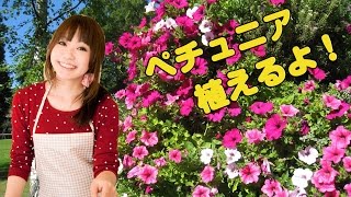 ガーデニング 寄せ植え ペチュニア植えるよ！ 花壇 春夏秋 gardening [upl. by Standice]