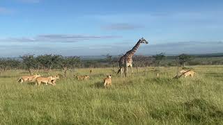 Watch this HUNGRY pride of 11 lions hunt down a giraffe and her baby in Kenya [upl. by Eltsryk307]