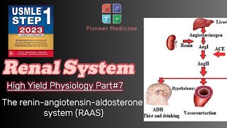 Reninangiotensinaldosterone systemJuxtaglomerular apparatus in UrduHindiPhysio Part7 USMLE1 [upl. by Hughes]