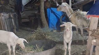 KAMBING WEDUS DOMBA DAN CEMPE UMUR SEBULAN 3 HARI MahaFarm [upl. by Ilrahc]