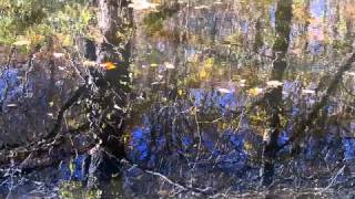 Native American Flute music amp Relaxing Nature Scene 1 [upl. by Elfreda49]