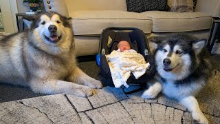 Alaskan malamute meets new baby for the first time cutest reactions [upl. by Frodeen]