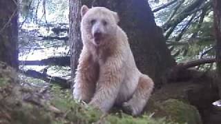 The Spirit Bear [upl. by Deedee]