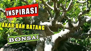 Ragam Inspirasi Batang Dan Akar Bonsai Ficus [upl. by Ymeraj]