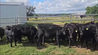 AuctionsPlus No9991053 [upl. by Skier]