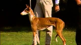 Ibizan Hound  AKC Dog Breed Series [upl. by Ennove927]