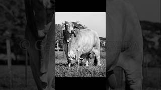 lidacampeira nelore zebu brangus aberdeenangus angus blackandwhitephotography [upl. by Aidam170]