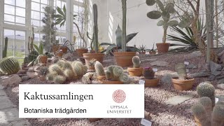 Kaktussamlingen Botaniska trädgården i Uppsala [upl. by Kylah689]