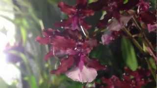 How to grow and rebloom Oncidium Sharry Baby [upl. by Ayhdiv]