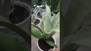 Sansevieria Moonshine [upl. by Elbertina754]