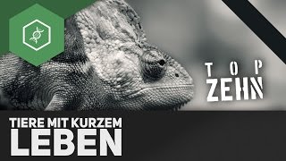 Top 6 Tiere mit dem kürzesten Leben ft TopZehn [upl. by Baelbeer]