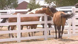 Mare in Heat  Teasing Stallion  Horse Courtship Display [upl. by Victor]