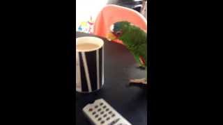 White Fronted Amazon Parrot Chiko steals toast [upl. by Anyd]