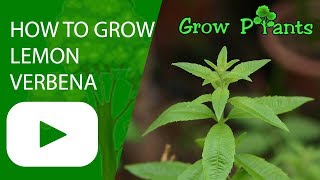 How to grow Lemon verbena [upl. by Cora534]