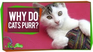 Why Do Cats Purr [upl. by Almeida970]