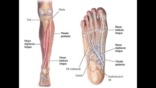 Two Minutes of Anatomy Tibialis Posterior [upl. by Afrika]