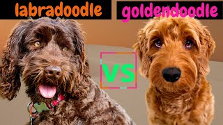 Labradoodle VS Goldendoodle  Poodle Mix Breeds  Which Poodle Mix Breed is Better [upl. by Annahsor]